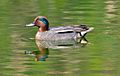 Common teal duck (male)