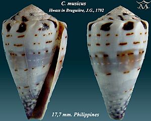 Conus musicus 1.jpg