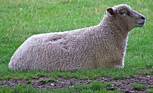 Cotswold relaxing