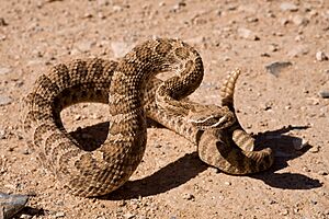 Crotalus viridis - Flickr - aspidoscelis (20).jpg