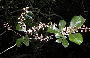 Cupaniopsis wadsworthii flowers