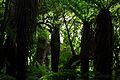 Cyathea smithii grove