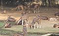 Deers at the Khulna zoo