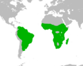 Dendrocygnaviduatarange