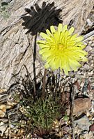 Desert dandelion Malacothrix glabrata by root close