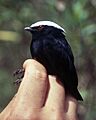 Dixiphia pipra - male