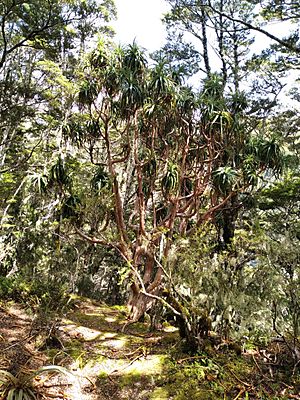 Dracophyllum traversii canopy.jpg