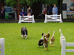 Duck trials at the Big Sheep, Abbotsham near Bideford - geograph.org.uk - 11241.jpg