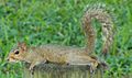 Eastern Gray Squirrel - Sciurus carolinensis - Babe Zaharias Golf Course in Tampa