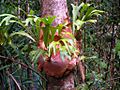 Elkhorn fern