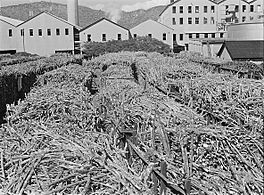 Ensenada, Puerto Rico. Carloads of sugar cane at the South Puerto Rico Sugar Company