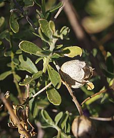 Eremophila macdonellii fruit