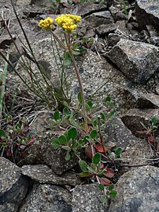 Eriogonum umbellatum 17015