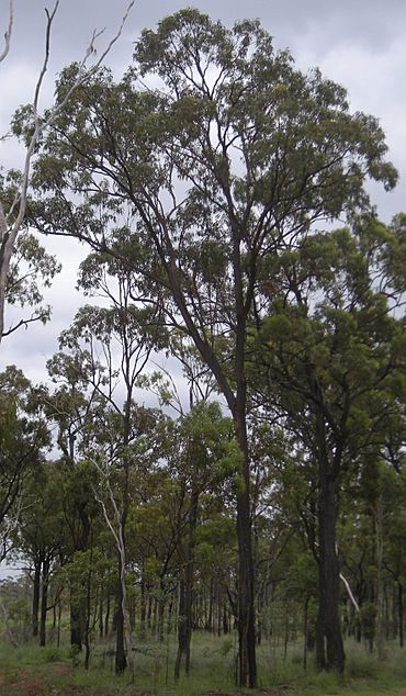 Eucalyptus fibrosa tree. Canoona, Queensland.jpg