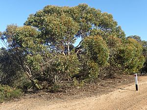 Eucalyptus redunca.jpg