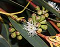 Eucalyptus willisii buds