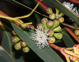 Eucalyptus willisii buds.jpg
