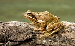 European Common Frog Rana temporaria.jpg