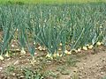 Field with onions