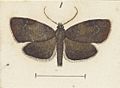 Fig 1 MA I437894 TePapa Plate-XXXIII-The-butterflies full (cropped)
