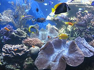 Giant clams and fish at Waikiki Aquarium