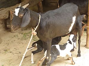 Goat kid in char of Sirajganj, Bangladesh 05