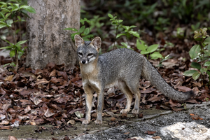 Gray Fox Tulum.png