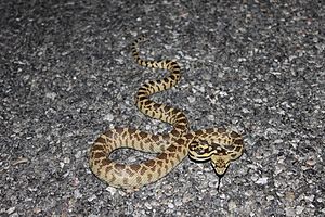 Great Basin Gopher Snake.jpg