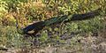 Green Peafowl - Baluran NP - East Java (29181943654)