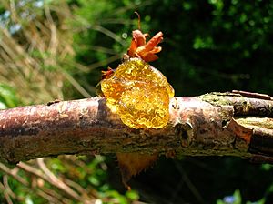 Gummosis on an ornamental cherry