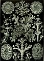 Haeckel Lichenes