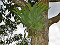 Holttum's Staghorn - Platycerium holttumii (7105572791)