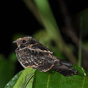 Hydropsalis maculicaudus - Caprimulgus maculicaudus - Spot-tailed Nightjar.JPG