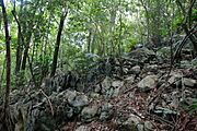 Intact kartic forest in Samana 136757131 10165281253250131 8673179491435373054 o