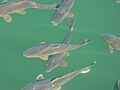 LakePowellCarp5437