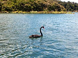 Lake Rotomahana black swan.jpg