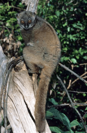 Lepilemur sahamalazensis c.png