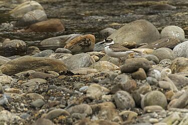 Long-billed Plover - Arunachal Pradesh - India (34352332021)