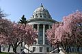 Missouri state capitol with flowering dogwood