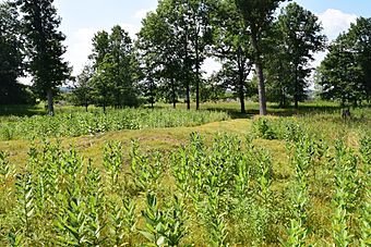 Mound in Lizard Mound County Park.jpg