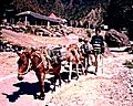 Mules carrying slate. Dharamsala