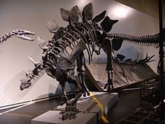Museo Nacional de Cencias Naturales Stegosaurus