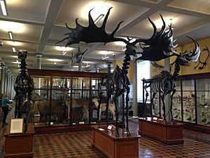 Natural History Museum, Dublin - Irish Room