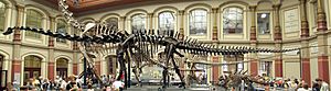 Naturkundemuseum Berlin - Dinosaurierhalle.jpg