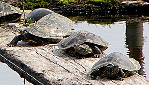 Northern Map Turtles