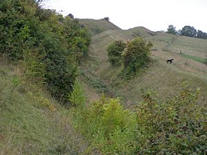Northern side of the hillfort on Hod Hill - geograph.org.uk - 242753
