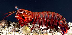 OdontodactylusScyllarus2.jpg