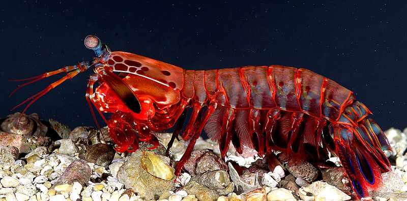 OdontodactylusScyllarus2