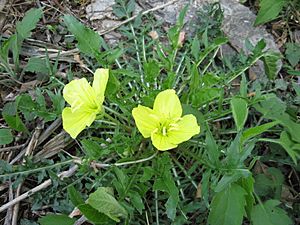 Oenothera triloba.jpg