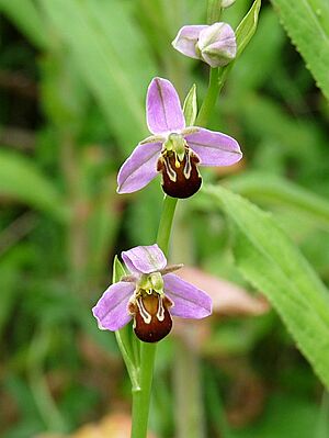 Orchid at Newport Wetlands (4) - geograph.org.uk - 1366553